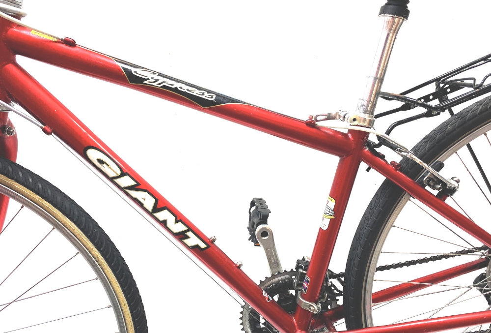 Giant Hybrid Cypress